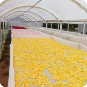 estufa de petalas